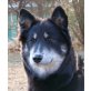 GUNNI, Malamutemix - Hündin