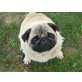 GUSTAV 4, Pflegestelle Niederösterreich, Mops - Rüde