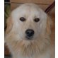 GUSTAV - Pflegestelle Wien, einzigartiger Chow-Chow - Dackel - Mix - Rüde