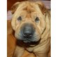GUTEMINE Hanni, Pflegestelle Kärnten, Wunderbarer Familienhund! Shar Pei - Hündin