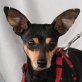 GWENNY - Linares, Pinscher - kastriert - Hündin