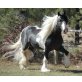 GYPSY STALLION - Hengst