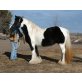 GYPSY STALLION - Hengst