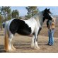 GYPSY STALLION. - Hengst