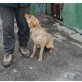 GYPSY, Toller Mix - Hündin
