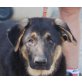 Gabo, Schäferhund Mix Welpen - Rüde