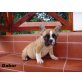 Gabor, Frabzösische Bulldogge Welpen - Rüde