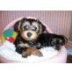 Gabriel, Yorkie-Yorkie-Jack-Russell Welpen - Rüde