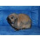 Gabriella, NHD mini Zwergwidder - weiblich