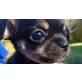 Gabrielle, Kurzhaar-Chihuahua, BlackTan, Chihuahua kurzhaariger Schlag Welpen - Hündin