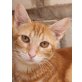 Gael, will in ein neues Leben starten - Kater