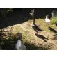 Gänse und Enten - weiblich