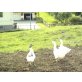 Gänsepaar - weiblich
