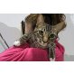 Gaga, vrspielte,kleine Maus - Katze