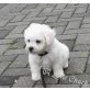 Gajus, Bichon Frisé Welpen - Rüde