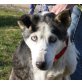 Gala - NOTFALL, Siberian Husky - Hündin