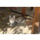 Galeta of Maine Fire, Maine Coon - Katze