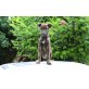 Galgo Español - Hündin