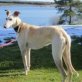 Galgo Español - Hündin