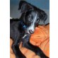 Galgo Español Welpen - Rüde