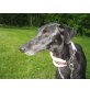Galgo-Mix - Hündin