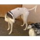 Galgo - Rüde