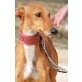 Galindo, lieb & sozial, toller kleiner, Galgo Español - Rüde