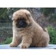 Galliano und Gandalf vom Mühlenberg, Chow-Chow Welpen - Rüde