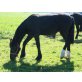 Gallido, Friese Tinker - Hengst