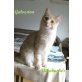 Galveston, Maine Coon - Katze