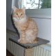 Galveston, oh Galveston!, Maine Coon - Katze