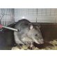 Gambia, Riesen Hamsterratte - männlich