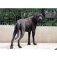 Gamma, Doggen-Mischlingshündin - Hündin