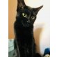 Gamora, Tierschutzverein SOS Katze - Katze