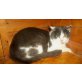 Gandalf, BKH-Mix - Kater