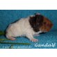 Gandalf, Gimli, US-Teddy - männlich