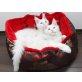Gandalf und Galileo, Maine Coon - Kater
