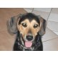 Gandor, Beagle - Rüde