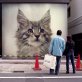 Gangster from Otherland, Maine Coon - Kater