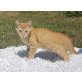 Ganymed  Mond des Jupiter, Hauskatze - Katze