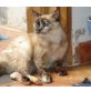 Ganz armes Katzenmädchen Cora..., Siam/ Perser- Mix - Katze