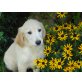 Ganz liebe Golden Retriever Welpen, Golden Retriever Welpen - Hündin