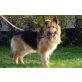 Gara, Deutscher Schäferhund - Hündin