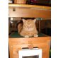 Garfield, BKH  - Kater