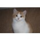 Garfield, Britisch Kurzhaarkatze - Kater
