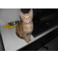 Garfield, Dreifärbig und Schwarzweiß - Kater