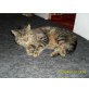 Garfield, Europäische Kurzhaarkatze - Kater