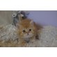 Garfield, Exotisch Kurzhaar - Kater