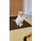 Garfield, Hl. Birma-Ragdoll - Kater