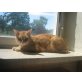 Garfield - Kater